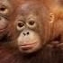 Orangutans Need To Learn To Fear Snakes