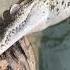 Encontramos Un Cocodrilo De Río Muerto Pesca Rio Cocodrilo