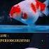 Goldfishindonesia One Of Thamago Goldfish Collection From Kairos Goldfishfood Thamago Ikankoki