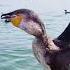 Fishing Using Cormorant Birds Shorts