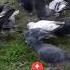 солдатики мои любимые солдати армия победа песня парад слава честь Birds город голуби мир война
