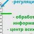 Лёгкий способ запомнить функции промежуточного мозга продолговатый мозг бонус Теория и практика