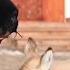 GLOBALink Chinese Shepherdess Raises Stray Mongolian Gazelle