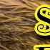 Beaver Sound Effects