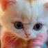 Dudidudidamdam Dudi Dududu Cats Catlover Cutecats Kittens Funny