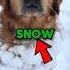 DOGS HATE The SNOW Shorts Dog