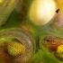 This Is How A Tadpole Transforms Into A Frog The Dodo