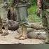 Why No Camouflage Uniforms In Europe