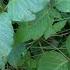 Poison Ivy Remedy Experiment URUSHIOL SCIENCE Koaw Nature