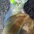 How Parasites Control Snails