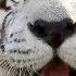 1 HOUR TRY NOT TO LAUGH Ultimate Funny Animals Videos Cute Pets Compilation July 2018