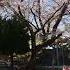Cherry Blossoms Falling Petals