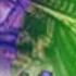 Darkseed MS DOS PBG