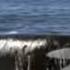 Killer Whale Vs Sea Lion National Geographic