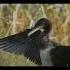 A Cormorant Dries Its Feathers In The Sun Wildlife Nature Bird Waterbird Cormorant Shorts