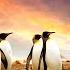 Life Of Penguins In UHD Piano Music Sleep Music Meditation Music Relaxing Music Healing Music