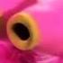 Muppets Mah Na Mah Na Ringtone With Free Download Link