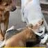 Play Together The Cat Vs Dog Fight Is Infuriating