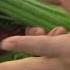 Scallions Vs Green Onions