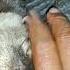 VIRAL Spesial MOMENT Susah Dah Ni Bocil Klo Udah Ngorok Otter Animals Fyp Viral Shorts