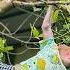 Bibi Explores The Farm With Many Favorite Fruits To Harvest With Uncle Phong