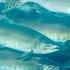 Trump Administration Pulls US Out Of Agreement To Help Restore Salmon In The Columbia River