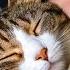 If You Start Sleeping With Your Cat Every Night THIS Will Happen 1 HOUR