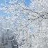 NEVE