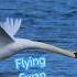 Flying Swan By Ani Male Animalextra Swan FlyingSwanByAniMale