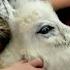 Sisters Have A Sleepover With Their Tiny Baby Donkey The Dodo