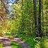 THE HEALING EFFECT OF BIRDS SINGING IN THE SPRING FOREST WILL HELP THE HEART AND NERVOUS SYSTEM