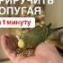 Как приручить попугая за 1 минуту консультации 7999 9927019 орнитолог ветеринар Краснов Иван
