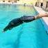 How To Dive For Swimming Level 1 3 Swimmingtips Swimming