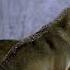 Animal S Documentary Shorts Dakan Elvis