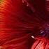 Wings Of An Angel Embrace Your Heart Full Album 2021