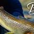 TARGETING BIG BROWN TROUT With CJ LORD