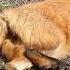 Алиса лиса Алиса учит всех отдыхать животные лиса лисяо Animals Fox