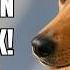 What It Really Means When Your Dog Puts Their Paw On You