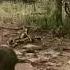 Baby Elephant Playing In Kruger National Park