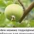 Чем подкормить яблоню чтобы яблоки стали слаще