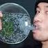 More Frog Eggs Asmr Sleep