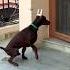 European Doberman Puppie Hiphop Rap Europe Doberman Puppy Artist