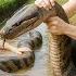 Harvesting Corn Go To Market Sell Taming Giant Python Invading Corn Field Lý Thị Hoa