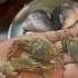 Gelu Playing With Small Crabs