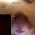 Hamster Meme