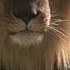 Lion S Journey From Cub To King 12 Lionking Lionbeats Lioncub Lion Lionchannel Lions