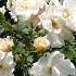 Best Fertilizer For Rose Plant Rose Gardening