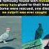 Someone Glued Cowboy Hats On Pigeons Shorts Viralvideo Youtubeshorts