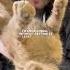 Cat Hair Is Edible Whether You Want It To Be Or Not