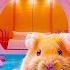 Hamster Escape The Love Trap In A Vibrant Pink Maze In Real Life Hamster Life